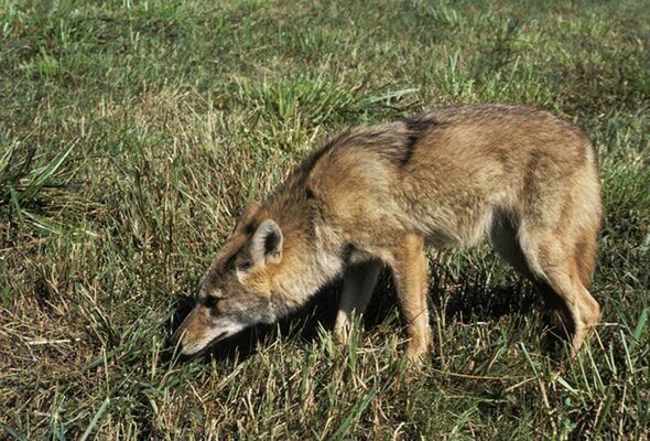 Solving coyote problems will be one of the topics covered at a Feb. 5 Missouri Department of Conservation (MDC) predator hunting clinic at MDC’s Andy Dalton Shooting Range and Outdoor Education Center.           					               (MDC Photo)